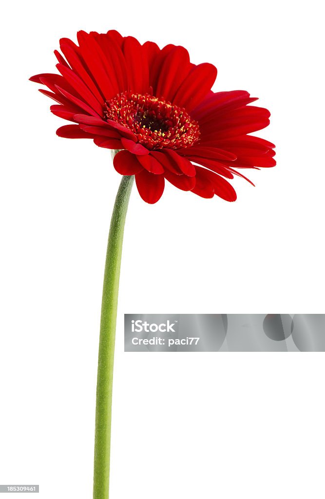 Red Gerbera (Clipping Path) Red Gerbera isolated on white whit Clipping Path. Gerbera Daisy Stock Photo