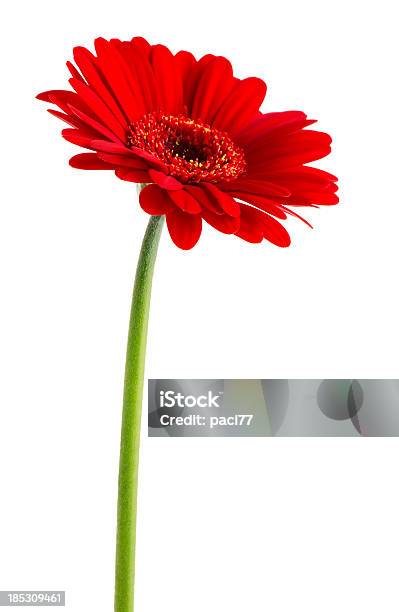 Red Gerbera Stock Photo - Download Image Now - Gerbera Daisy, Cut Out, Flower