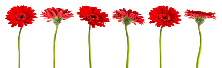 Red Gerberas flowers isolated on white background with Clipping Path.