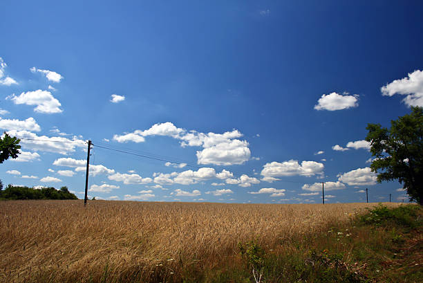 campo di avena - oat field plant cirrocumulus foto e immagini stock