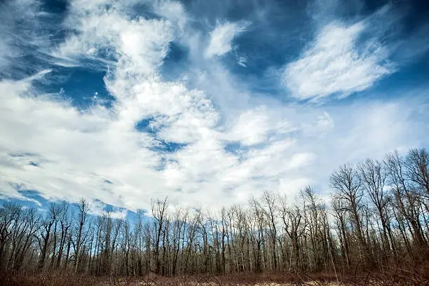 Photo of Blue Sky & Cirrus Clouds Over Tree Nature Area