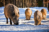 Wild boars in snowcapped forest
