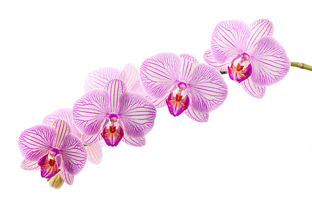 istock Beautiful Pink Orchid 185309865