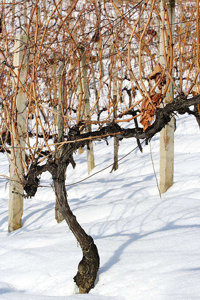 Vineyard at snow stock photo