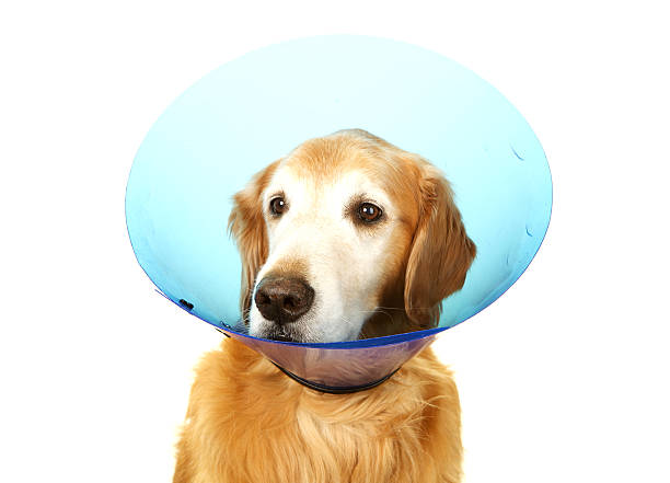 istock Senior Golden Retriever with a Recovery Collar 185310087