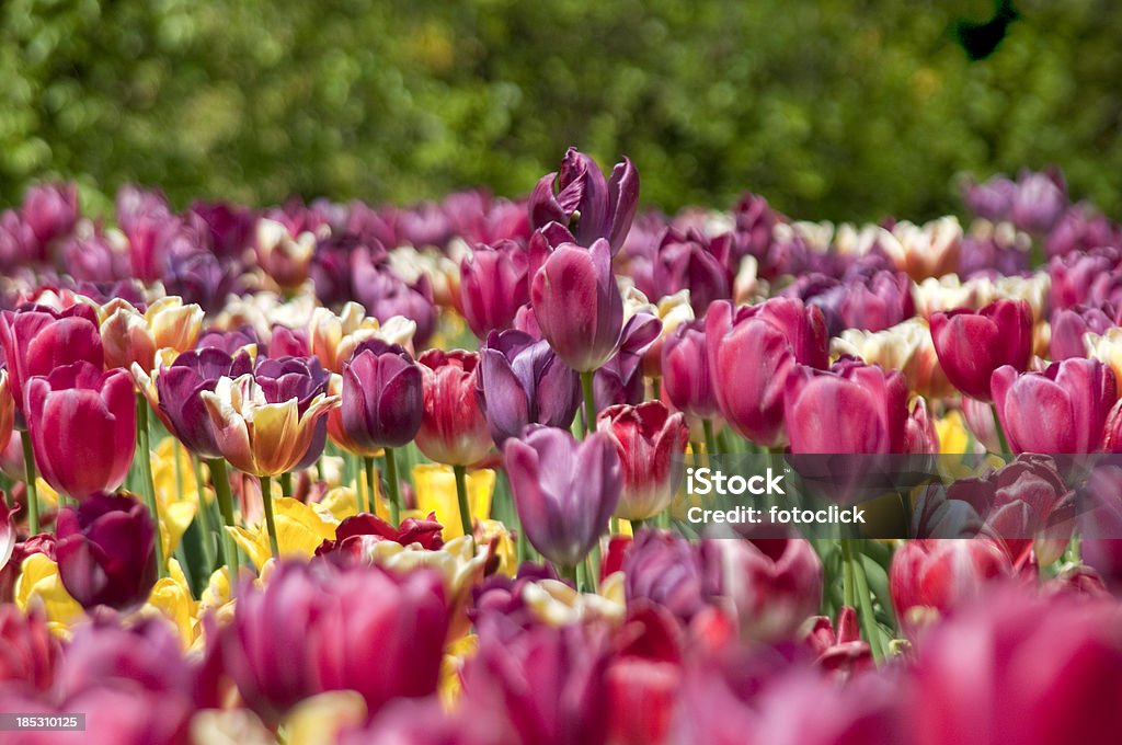 Tulipanes de primavera - Foto de stock de Agricultura libre de derechos