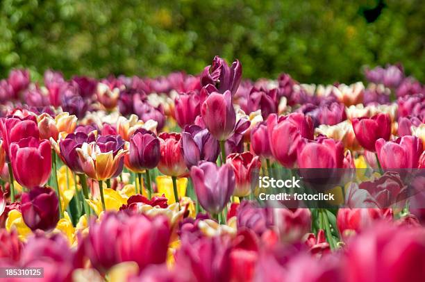 Tulipanes De Primavera Foto de stock y más banco de imágenes de Agricultura - Agricultura, Aire libre, Amarillo - Color