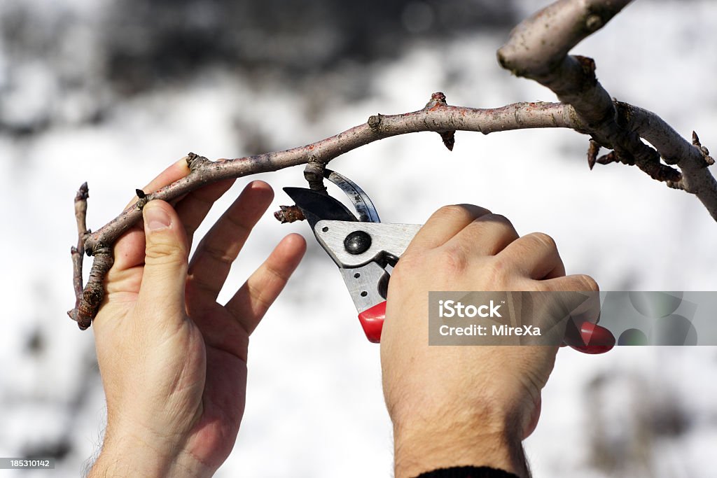 Árbol de podar - Foto de stock de Podar libre de derechos