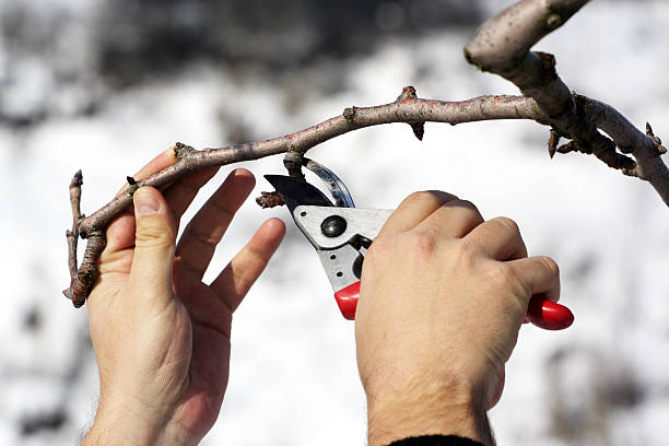 Person pruning a tree with red clippers Cutting redundant branch  pruning gardening photos stock pictures, royalty-free photos & images