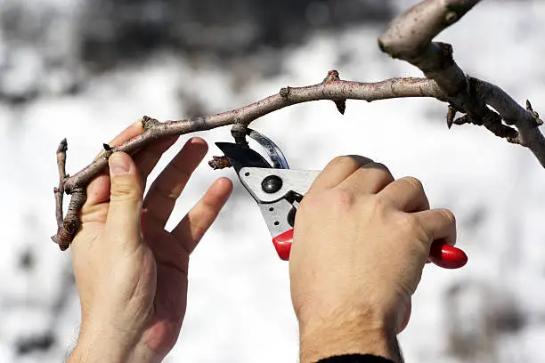 Cutting redundant branch 