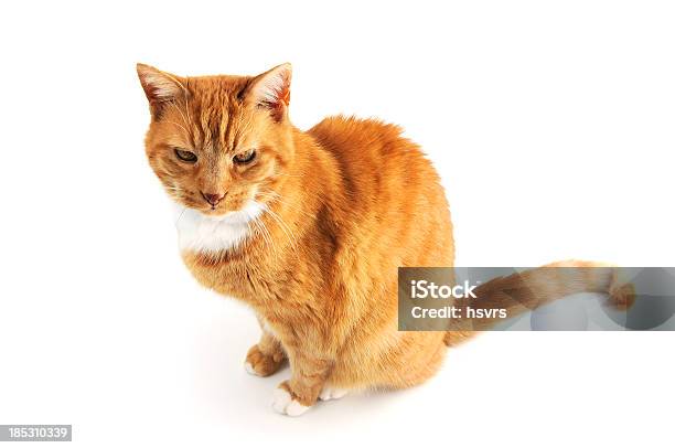 Gato Adultos Con Red Pell Sentada Sobre Fondo Blanco Aislado Foto de stock y más banco de imágenes de Gato doméstico