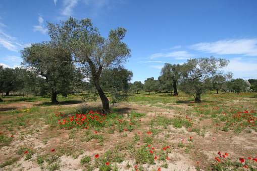 Sunrise on olive trees field in Provence - France