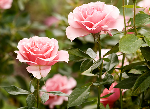 Beautiful pink roses blooming in a garden