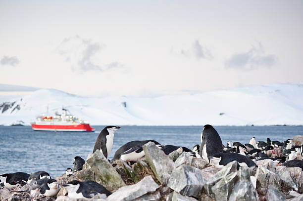 penguins ordinateur - half moon island horizontal penguin animal photos et images de collection