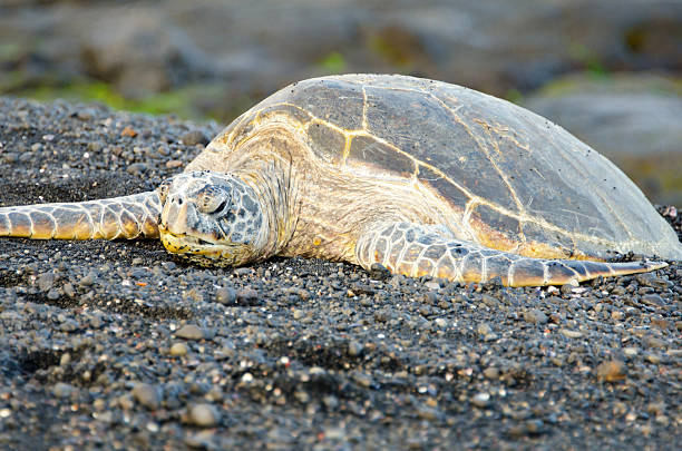 istock Hawaii Green Sea Turtle on Black Sand Beach 185310772