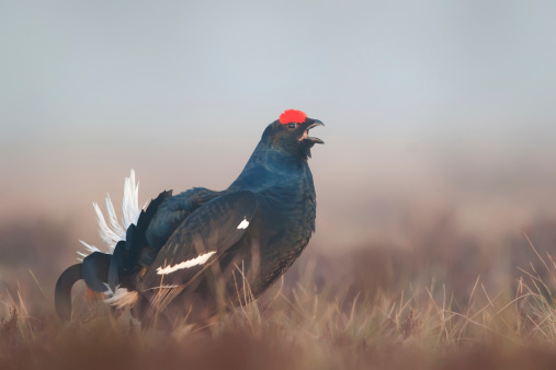 Black Grouse in the wild