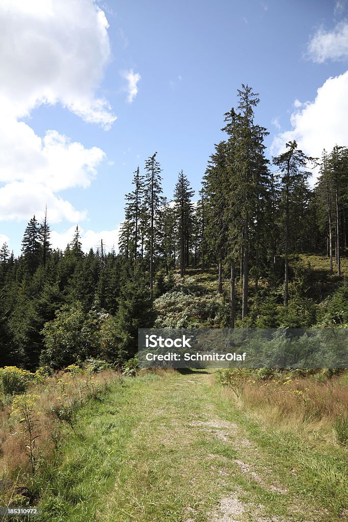 autuum paisagem de floresta negra - Foto de stock de Azul royalty-free