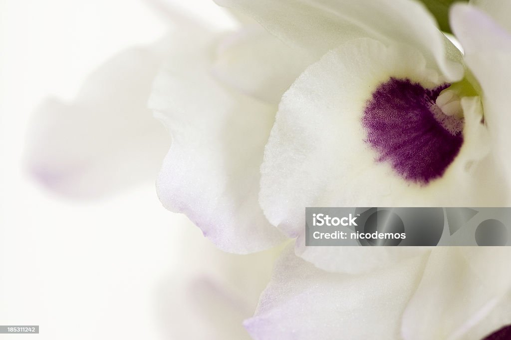 Bianco-Rosa orchidea Close-Up - Foto stock royalty-free di Bianco