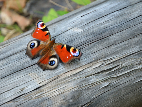 A beautiful butterfly is sitting on the old wooden board. This is Peacock butterfly or Portegeuse Peacock.