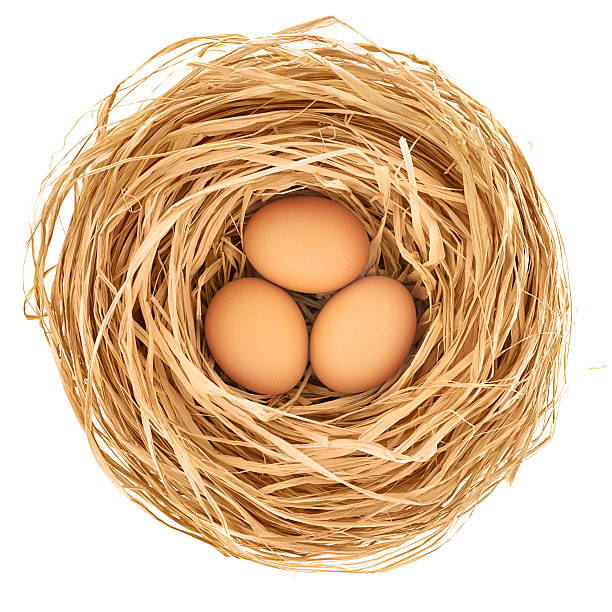 에그스 흰색 배경의 세 - birds nest animal nest nest egg savings 뉴스 사진 이미지