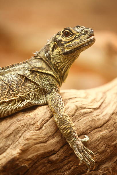 istock Philippine Sail Finned Water Dragon 185311476