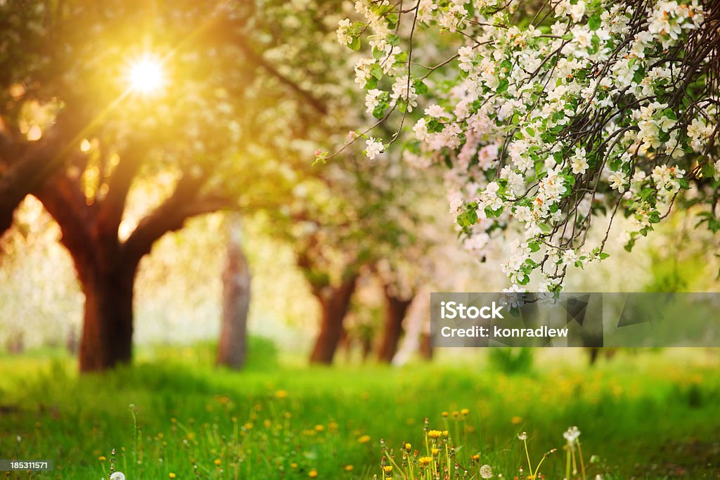 Sonne scheint durch die blühenden Baum Frühling Orchard - Lizenzfrei Obstgarten Stock-Foto