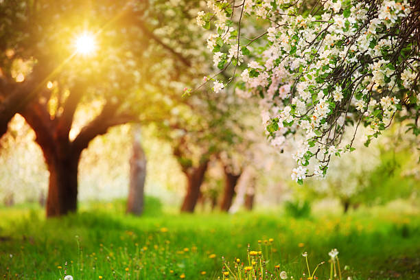 soleil brille à travers les arbres fruitiers en fleurs du printemps - orchard flower apple tree tree photos et images de collection