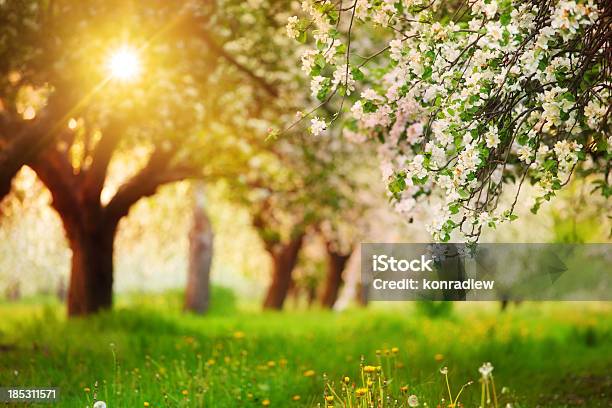 Sole Splende Attraverso I Lussureggianti Albero Frutteto Di Primavera - Fotografie stock e altre immagini di Frutteto