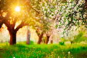 Sun Shining through the Blooming Tree - Spring Orchard