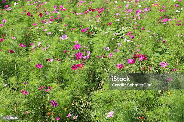 Prado De Verão - Fotografias de stock e mais imagens de Ao Ar Livre - Ao Ar Livre, Cabeça de Flor, Camomila romana