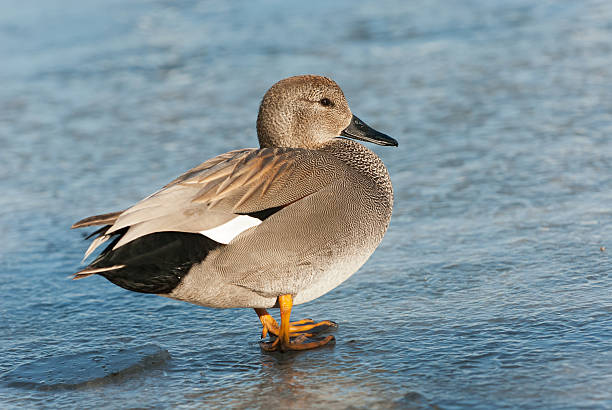 A male Gadwall duck standing on a frozen lake in warm evening light