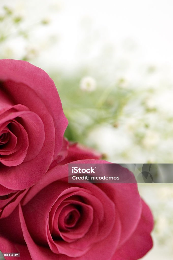 Dos Pink Roses - Foto de stock de Buqué libre de derechos