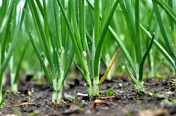 Young onions (Allium cepa) growing at the start of summer.