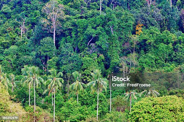 Regenwald Stockfoto und mehr Bilder von Ansicht aus erhöhter Perspektive - Ansicht aus erhöhter Perspektive, Asien, Baum