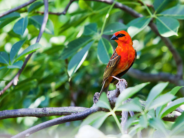 Fodies belong to the weaver family of birds, the genus Foudia. They are native to the islands of the western Indian Ocean where they are found on Madagascar, the Seychelles, the Comoros Islands and the Mascarene Islands. The one seen here is a male, Red Fody on the island of Mauritius., in full breeding plumage. The Red Fody is also known as the Madagascar Fody, Foudia madagascariensis