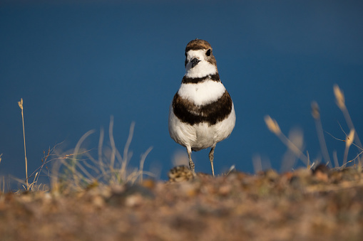 Portrait of Two-banded Plover walking in front of a beach in Patagonia Argentina.