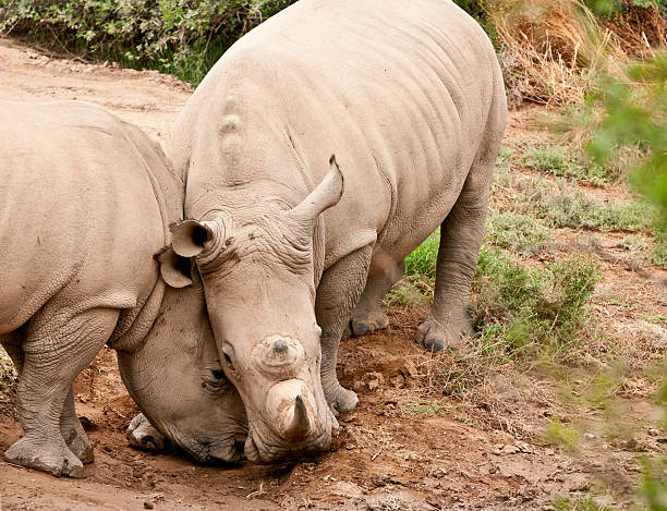 istock Close up of Two White Rhino 185312733
