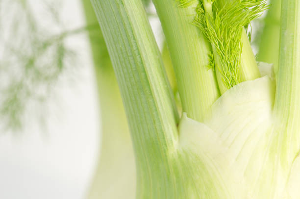 Close-up of two fennel bulbs using selective focus.