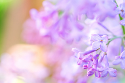 Close-up of purple lilac flowers. Selective focus and shallow depth of field.