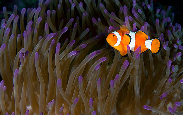 istock Clownfish 185312826