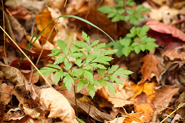 istock Fern On The Forest Floor. Point Pelee National Park 185312889
