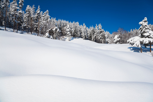 Wild Winter Landscape with spruce tree forest covered by snow