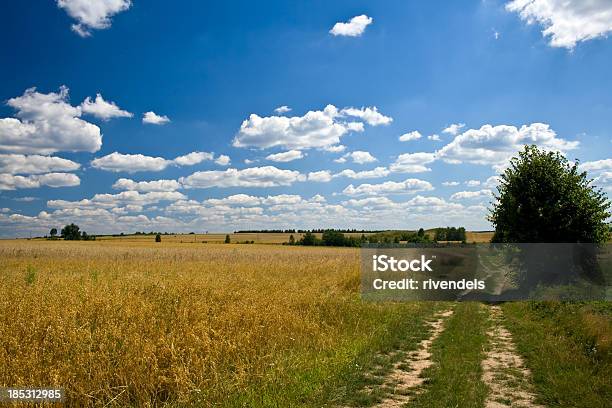 Campo De Aveia - Fotografias de stock e mais imagens de Agricultura - Agricultura, Ajardinado, Amarelo