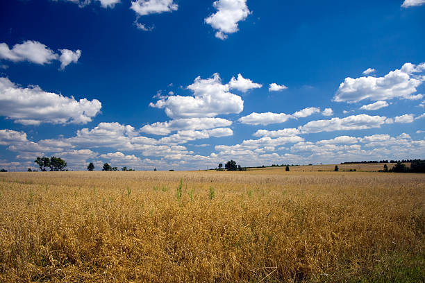 campo di avena - oat field plant cirrocumulus foto e immagini stock