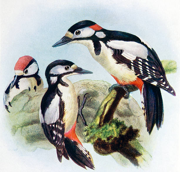 Great Spotted Woodpecker Illustration 19th Century Illustration dendrocopos major stock illustrations