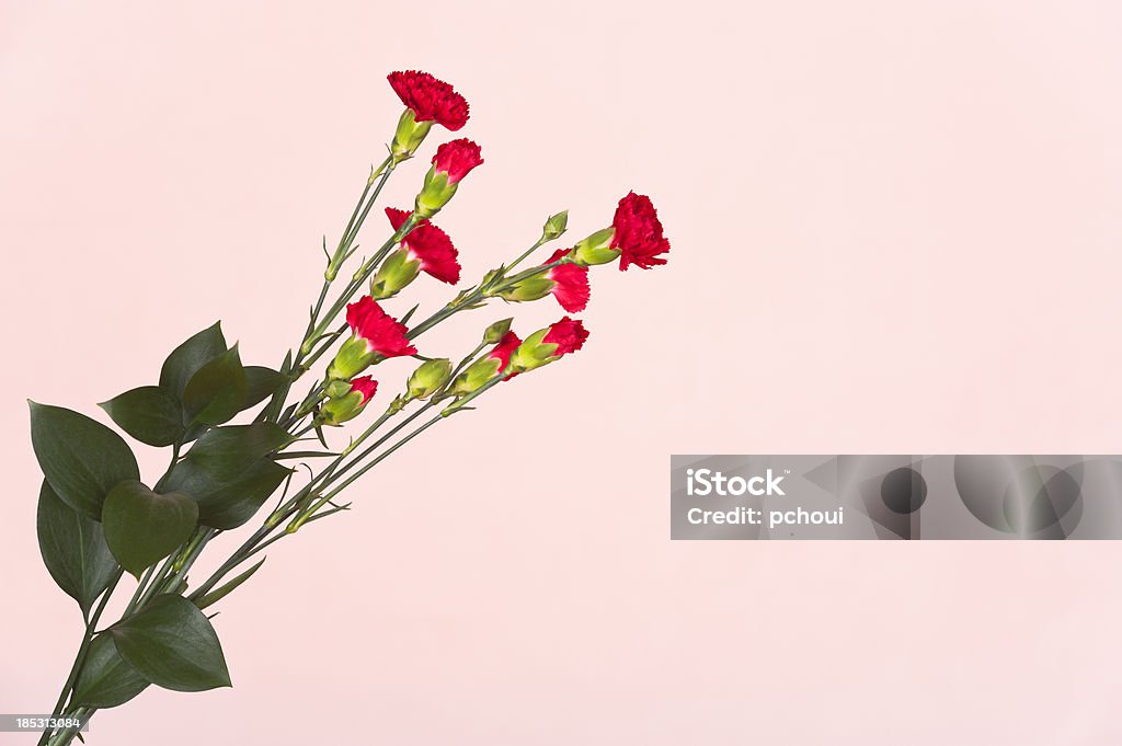 Rote Blumen auf Rosa Hintergrund - Lizenzfrei Bildhintergrund Stock-Foto