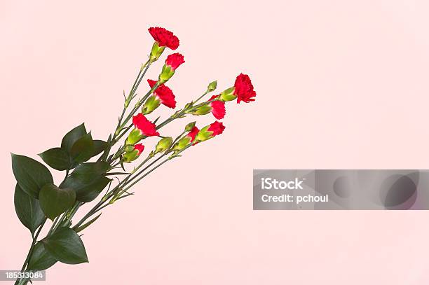 Foto de Flores Vermelhas Sobre Fundo Rosa e mais fotos de stock de Amor - Amor, Cartão para ocasiões, Comemoração - Evento