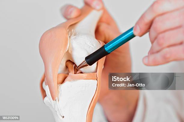 Photo libre de droit de Ligament Croisé Antérieur banque d'images et plus d'images libres de droit de Ligament - Ligament, Genou, Ménisque