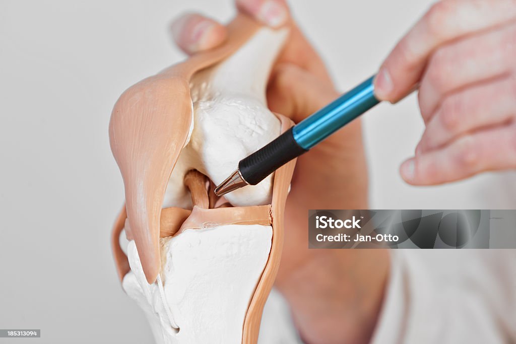 前十字靱帯 - 靭帯のロイヤリティフリーストックフォト