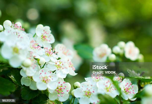 Photo libre de droit de Crataegus banque d'images et plus d'images libres de droit de Aubépine - Plante - Aubépine - Plante, Arbre en fleurs, Plante